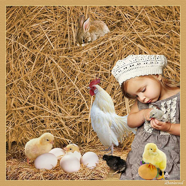 Beaux poussins 
