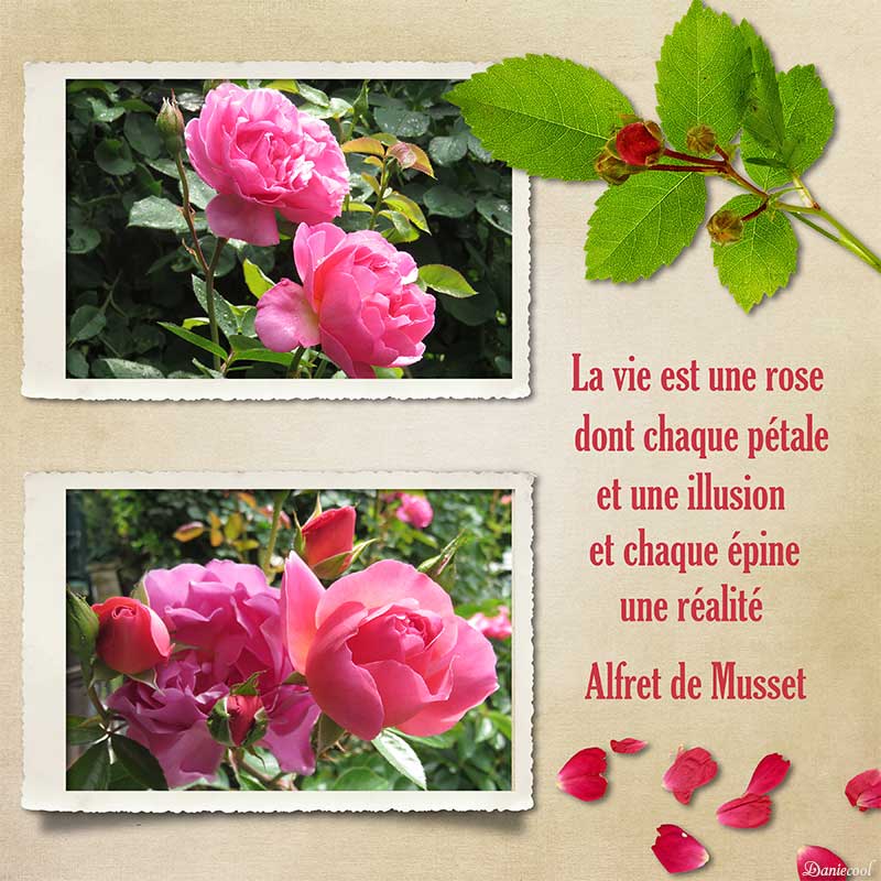 roses du jardin